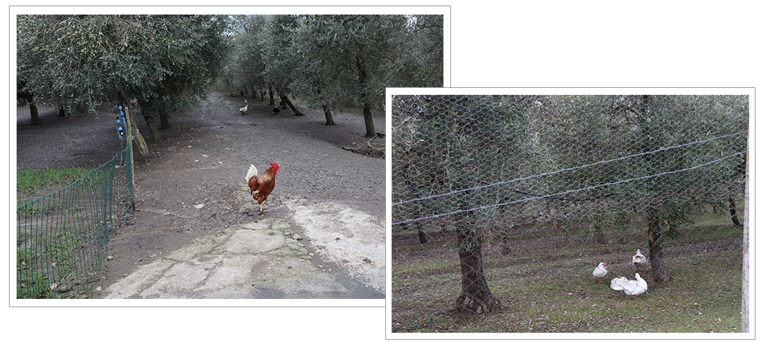 小さな村フルーメリのオリーブ農園アグリツーリズモに泊まる南イタリアの旅